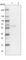 WD Repeat Domain 37 antibody, HPA037565, Atlas Antibodies, Western Blot image 