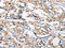 G Protein-Coupled Receptor 182 antibody, CSB-PA693389, Cusabio, Immunohistochemistry paraffin image 