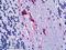 Protein Kinase D2 antibody, LS-B5654, Lifespan Biosciences, Immunohistochemistry frozen image 