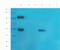 Signal Transducer And Activator Of Transcription 5B antibody, orb385454, Biorbyt, Western Blot image 