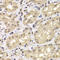 Proteasome 26S Subunit, Non-ATPase 12 antibody, LS-C334894, Lifespan Biosciences, Immunohistochemistry frozen image 