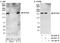 DExH-Box Helicase 29 antibody, A300-751A, Bethyl Labs, Immunoprecipitation image 
