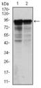 Neurofilament Light antibody, GTX60541, GeneTex, Western Blot image 