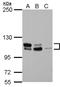 MDM2 Binding Protein antibody, NBP2-19427, Novus Biologicals, Western Blot image 