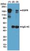 Phosphotyrosine antibody, MA5-27977, Invitrogen Antibodies, Immunoprecipitation image 