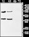 Potassium Voltage-Gated Channel Interacting Protein 2 antibody, GTX16714, GeneTex, Western Blot image 