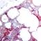 Activating Transcription Factor 2 antibody, 79-112, ProSci, Immunohistochemistry frozen image 