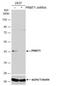 Protein Arginine Methyltransferase 1 antibody, NBP2-43818, Novus Biologicals, Western Blot image 