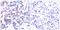 JunB Proto-Oncogene, AP-1 Transcription Factor Subunit antibody, LS-C117401, Lifespan Biosciences, Immunohistochemistry paraffin image 