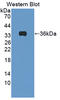 Amyloid Beta Precursor Protein Binding Family B Member 3 antibody, LS-C373055, Lifespan Biosciences, Western Blot image 