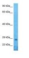 Paired Related Homeobox 1 antibody, orb330064, Biorbyt, Western Blot image 