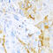 Serine Peptidase Inhibitor, Kunitz Type 1 antibody, 22-201, ProSci, Immunohistochemistry frozen image 