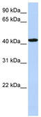 Transcriptional Adaptor 1 antibody, TA340229, Origene, Western Blot image 