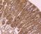 Major Histocompatibility Complex, Class I, A antibody, NBP2-75928, Novus Biologicals, Immunohistochemistry paraffin image 