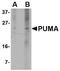 BCL2 Binding Component 3 antibody, TA319891, Origene, Western Blot image 