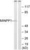 Multiple inositol polyphosphate phosphatase 1 antibody, abx014607, Abbexa, Western Blot image 