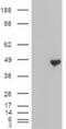 Carboxypeptidase A1 antibody, MA5-24887, Invitrogen Antibodies, Western Blot image 