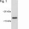 ADP Ribosylation Factor 1 antibody, NB300-505, Novus Biologicals, Western Blot image 