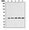 Tubulin alpha-3C/D chain antibody, orb215346, Biorbyt, Western Blot image 
