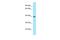 G Protein-Coupled Receptor 78 antibody, PA5-70704, Invitrogen Antibodies, Western Blot image 