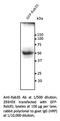 RAB35, Member RAS Oncogene Family antibody, AB0073-200, SICGEN, Western Blot image 
