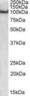 POU Class 2 Homeobox 1 antibody, LS-C139586, Lifespan Biosciences, Western Blot image 