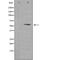 G Elongation Factor Mitochondrial 2 antibody, orb226489, Biorbyt, Western Blot image 