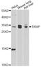 TIR Domain Containing Adaptor Protein antibody, LS-C747701, Lifespan Biosciences, Western Blot image 