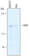 Activity Dependent Neuroprotector Homeobox antibody, AF6737, R&D Systems, Western Blot image 