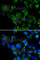 Microtubule Associated Protein RP/EB Family Member 2 antibody, A6649, ABclonal Technology, Immunofluorescence image 