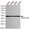 Tubulin antibody, LS-C813142, Lifespan Biosciences, Western Blot image 