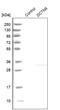 Dynactin Subunit 6 antibody, NBP1-80617, Novus Biologicals, Western Blot image 