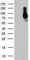 SAM And HD Domain Containing Deoxynucleoside Triphosphate Triphosphohydrolase 1 antibody, TA502024, Origene, Western Blot image 