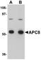 Cell Division Cycle 23 antibody, A05798-1, Boster Biological Technology, Western Blot image 