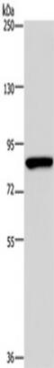 Poly(ADP-Ribose) Polymerase Family Member 8 antibody, TA351494, Origene, Western Blot image 