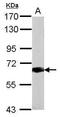 Serpin Family D Member 1 antibody, PA5-29105, Invitrogen Antibodies, Western Blot image 