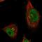 CWF19 Like Cell Cycle Control Factor 1 antibody, NBP1-83793, Novus Biologicals, Immunofluorescence image 