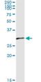 Oligodendrocyte Transcription Factor 1 antibody, H00116448-M04, Novus Biologicals, Western Blot image 