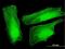 Ubiquitously Expressed Prefoldin Like Chaperone antibody, H00008409-B01P, Novus Biologicals, Immunofluorescence image 