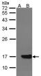 Cytochrome B5 Type A antibody, PA5-27570, Invitrogen Antibodies, Western Blot image 