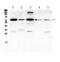 COX2 antibody, A00084, Boster Biological Technology, Western Blot image 