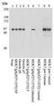 Mitogen-Activated Protein Kinase Kinase 7 antibody, 44-478, Invitrogen Antibodies, Western Blot image 