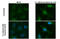 RAD51 Recombinase antibody, GTX70230, GeneTex, Immunocytochemistry image 