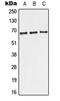 Telomeric Repeat Binding Factor 2 antibody, LS-C353786, Lifespan Biosciences, Western Blot image 