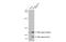 LIG3 antibody, GTX103197, GeneTex, Western Blot image 