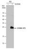 Enterovirus antibody, GTX132315, GeneTex, Western Blot image 