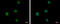 Zinc Finger And BTB Domain Containing 16 antibody, GTX111046, GeneTex, Immunofluorescence image 