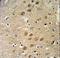 Potassium Voltage-Gated Channel Modifier Subfamily G Member 3 antibody, LS-C165419, Lifespan Biosciences, Immunohistochemistry frozen image 