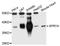 Sprouty RTK Signaling Antagonist 4 antibody, STJ28185, St John