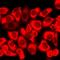 Muscarinic acetylcholine receptor M2 antibody, orb412011, Biorbyt, Immunofluorescence image 